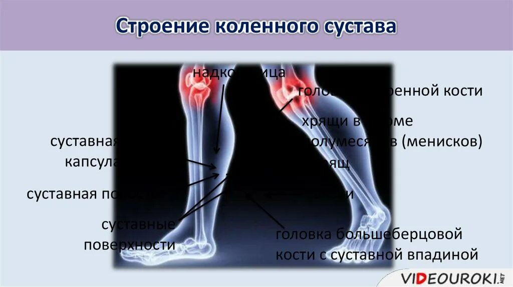 Скелет коленного сустава человека. Надкостница сустава. надкостница коленного сустава. надкостница кости сустава. надкостница под коленом.