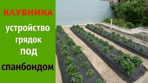 Клубника какие грядки