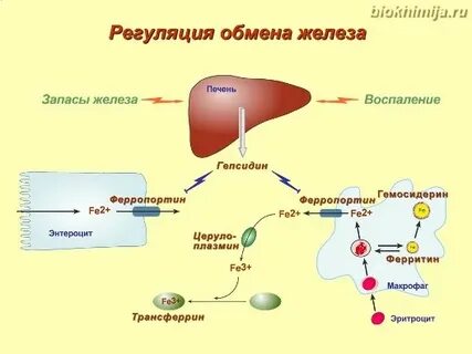 Обмен железа в организме человека