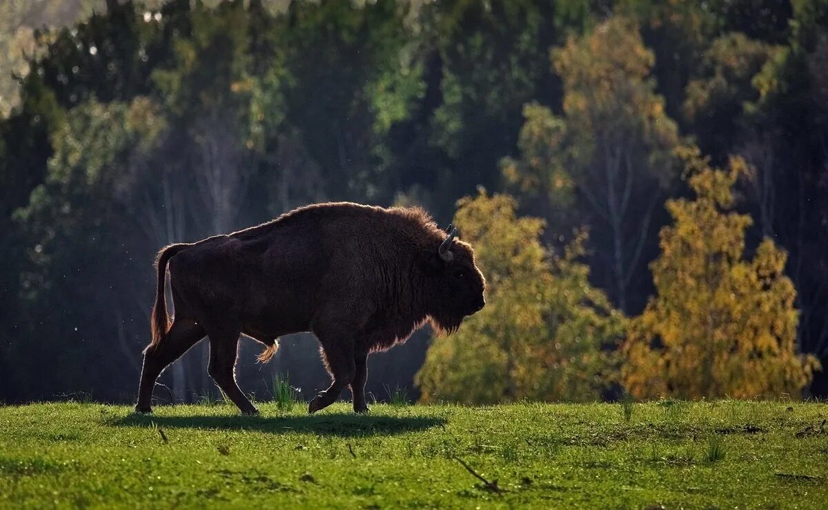 Кавказский биосферный заповедник ЗУБР. ЗУБР Bison bonasus. Беловежская пуща зубры. Зубры на Кавказе.