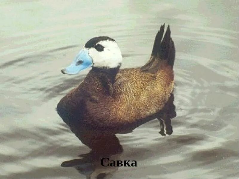 Савка oxyura leucocephala. М савка. М савка. Белоголовая савка. Австралийская савка.