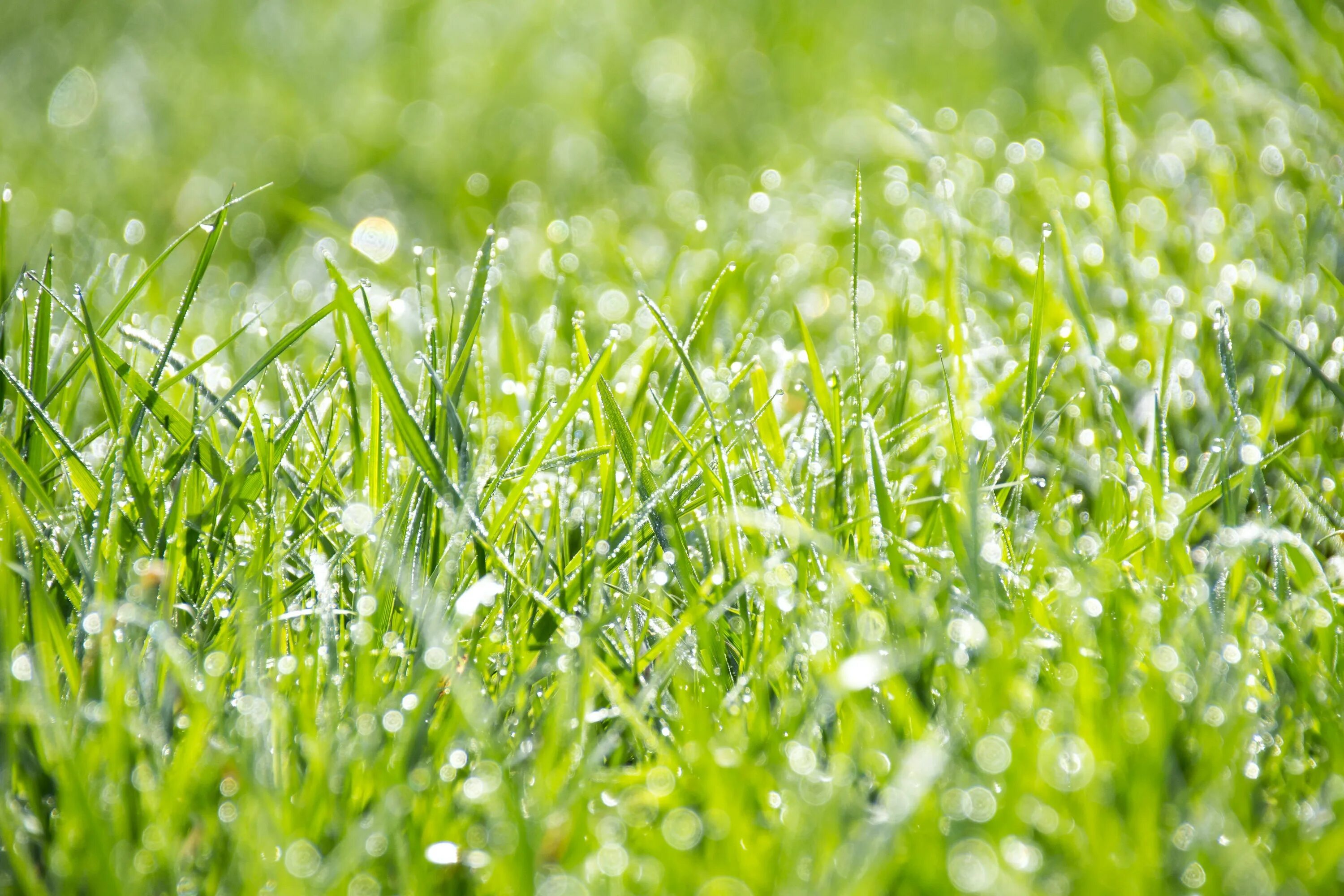 Зеленая трава. Фон травка. Красивая трава. Весенний газон. Летом было все зеленым