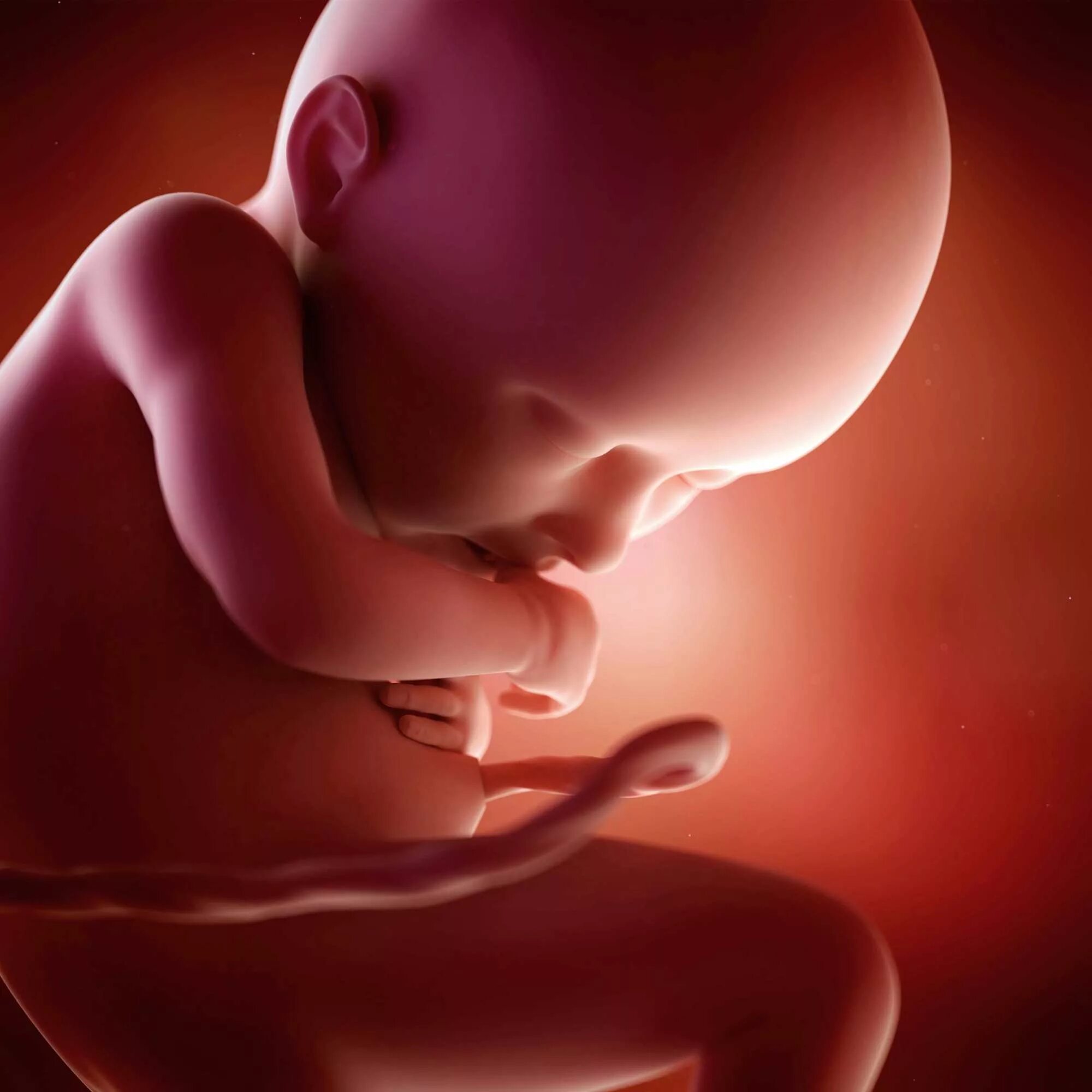 Малыш в утробе 36 недель. 36 недель предвестники