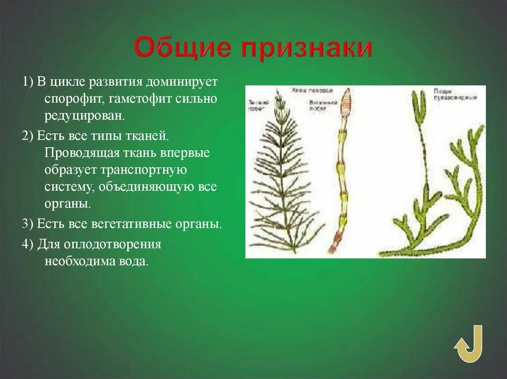 Гаметофитом называется. Плауновидные и Хвощевидные. Гаметофит плауновых. Плауновидные доминирует спорофит. Отдел Хвощевидные класс.