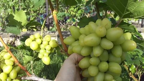 Виноград в воронеже