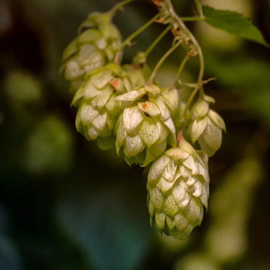 Соплодия хмеля. Хмель обыкновенный (humulus lupulus). ). Хмель обыкновенный. Хмель обыкновенный триумф.