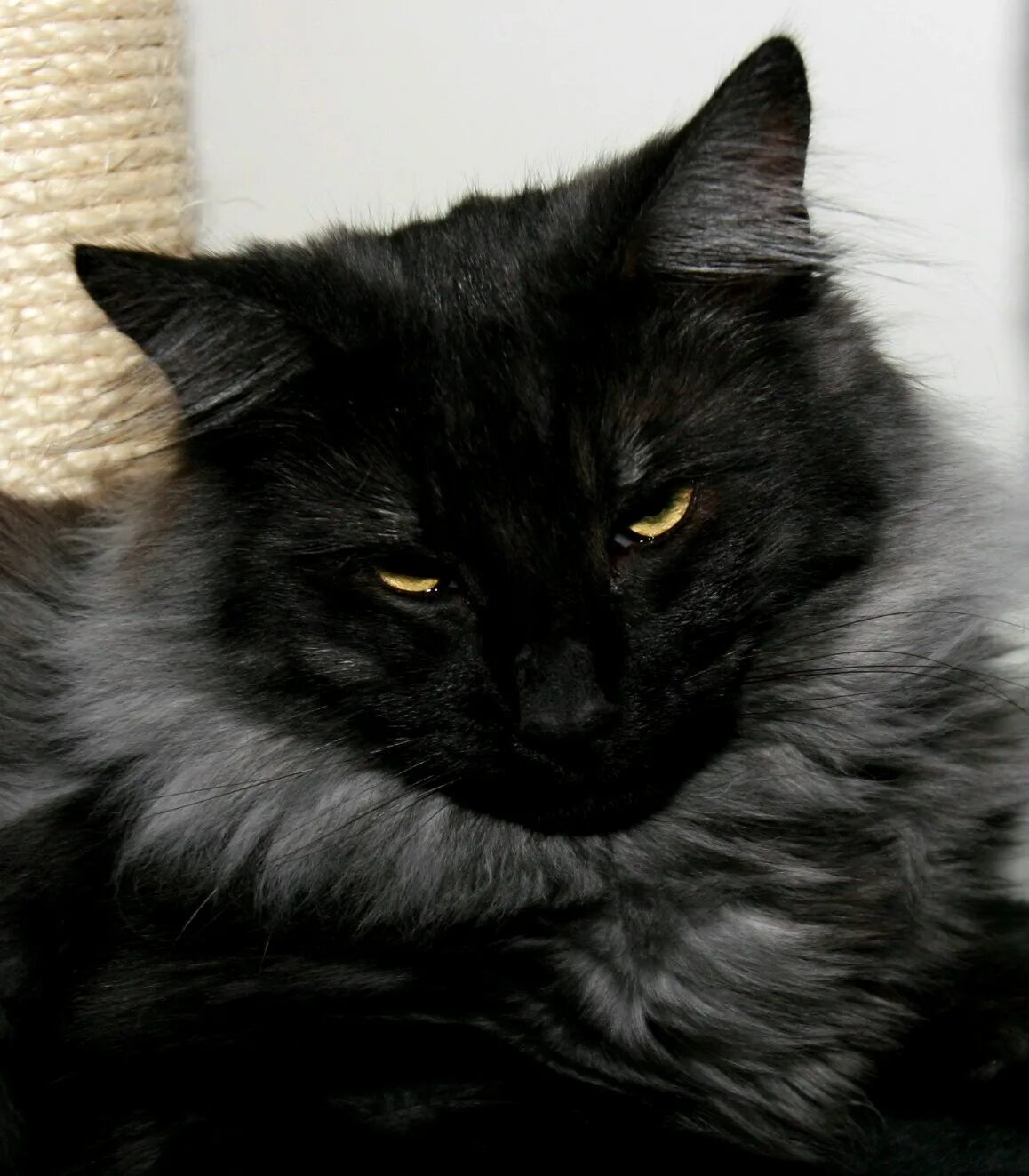 Породы кошек черно серого окраса. Сибирская длинношерстная кошка черная. Норвежская длинношерстная Лесная кошка чёрная. Сибирская кошка Солид Блэк. Персидская Сибирская длинношерстная черный.