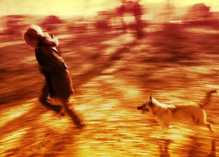 Dog chasing