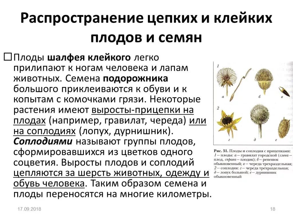 Распространение семян презентация. Распространяют плоды и семена растений. Типы распространения плодов и семян. Способы распространения семян. Размножение плодов и семян.