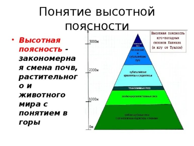 Природные зоны России Высотная поясность. Понятие Высотная поясность в географии. Высотные пояса. Схема ВЫСОТНОЙ поясности. Почему высотная поясность