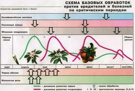 Обработка яблонь от болезней и вредителей