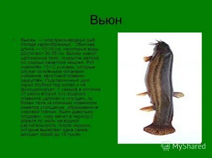 Слово вьюн
