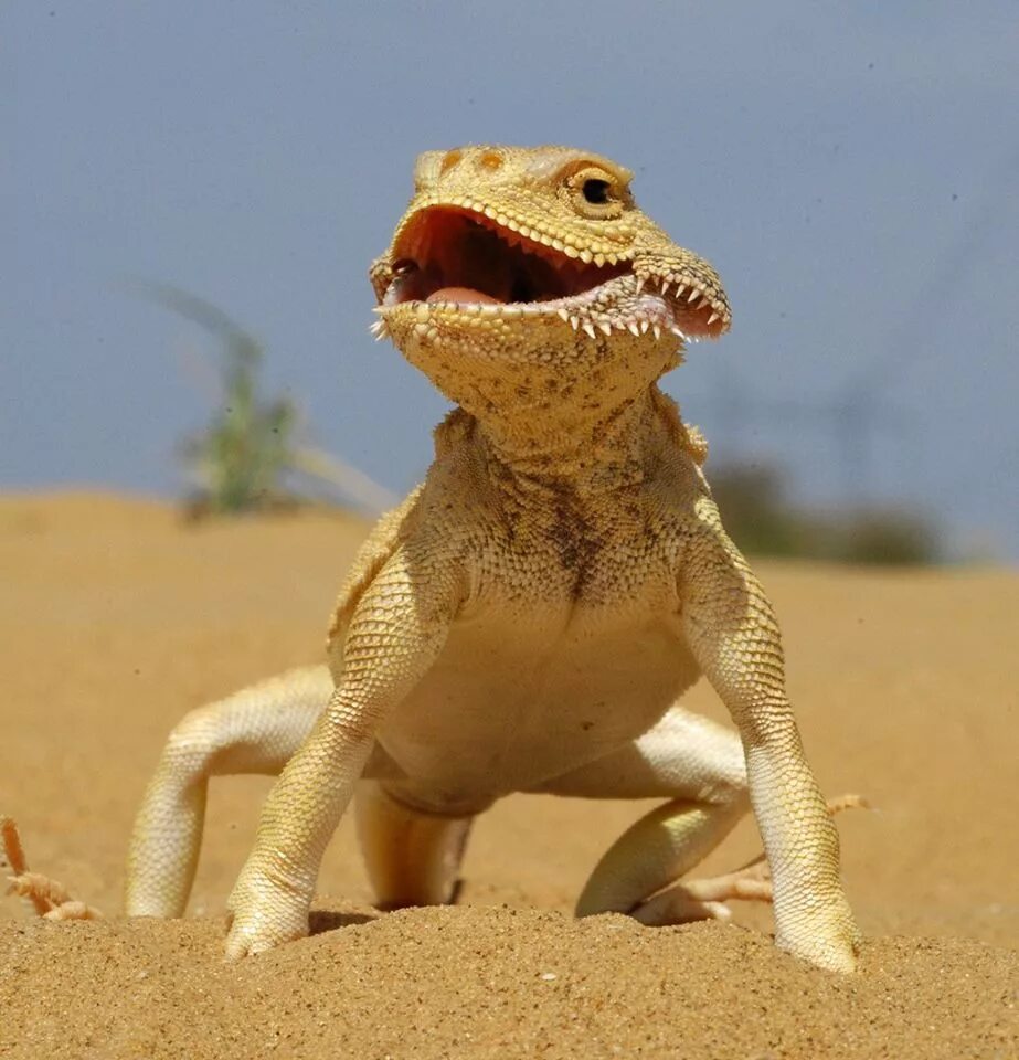 Агама круглоголовка. Ушастая круглоголовка (Phrynocephalus mystaceus). Ушастая кругло головуа. Ящерка круглоголовка.