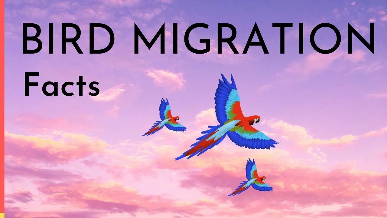 Causes of bird migration. Birds migration for kids. migrating birds. migratory birds. migratory birds юбка.