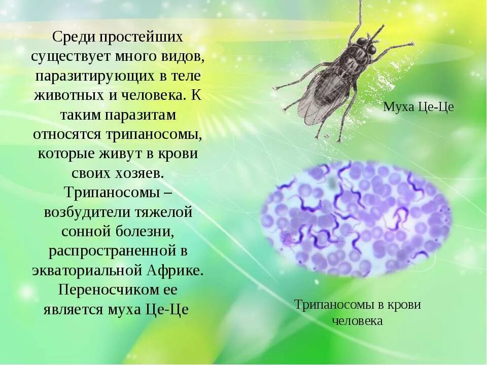 роль организмов в природе. 1 перечислите классы простейших имеющих медицинское значение. значение простейших в жизни человека. значение простейших в природе и жизни человека. использование простейших человеком.