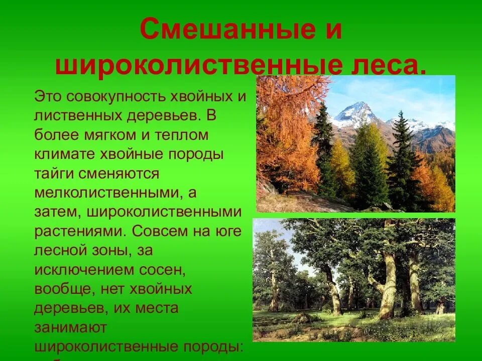 Климат лиственных лесов умеренных поясов. Зона лесов смешанные широколиственные. Зона широколиственных лесов Евразия. Климат широколиственных лесов в Евразии. Зона смешанных лесов и широколиственных лесов Тайга.