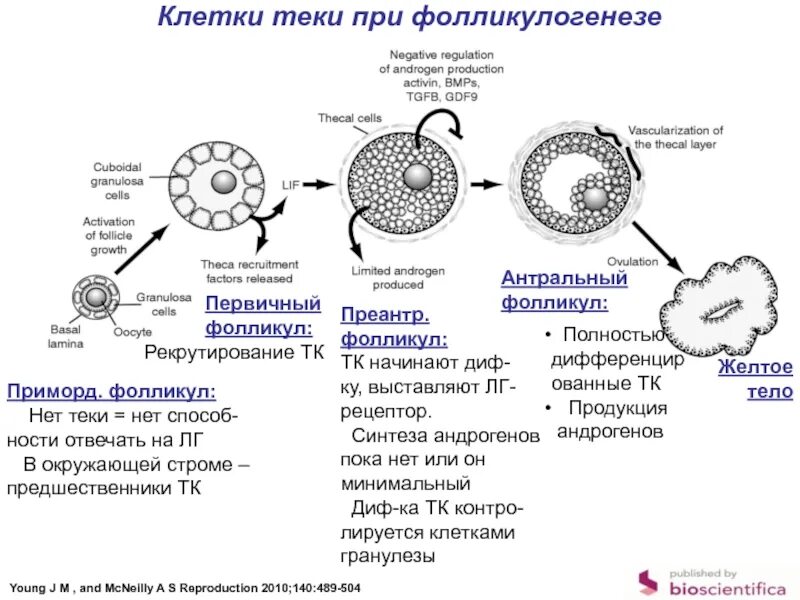 ТЕКА клетки фолликула. ТЕКА яйцеклетки. Стадии развития фолликула схема. Строение фолликула гистология. Развитие половых клеток в яичнике