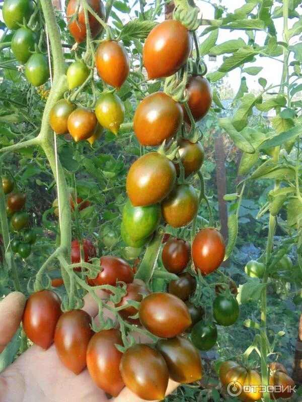 Томат ажур урожайность. Томат ажур f1 (0,1 г) седек. Седек томат ажур f1. Томат купчиха f1. Седек томат ажур f1.