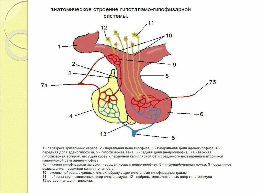 Гипоталамо гипофизарная система функции. Гипоталамо-гипофизарная система анатомия. Строение и функции гипоталамо-гипофизарной системы. Анатомическое строение гипоталамо гипофизарной системы. Гипоталамо-гипофизарная система схема.