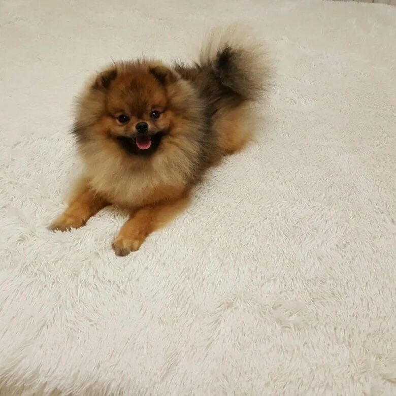 щенки екб шпиц. шпиц в оренбурге. шпиц екатеринбург. шпиц померанский карликовый. маленький шпиц екб.