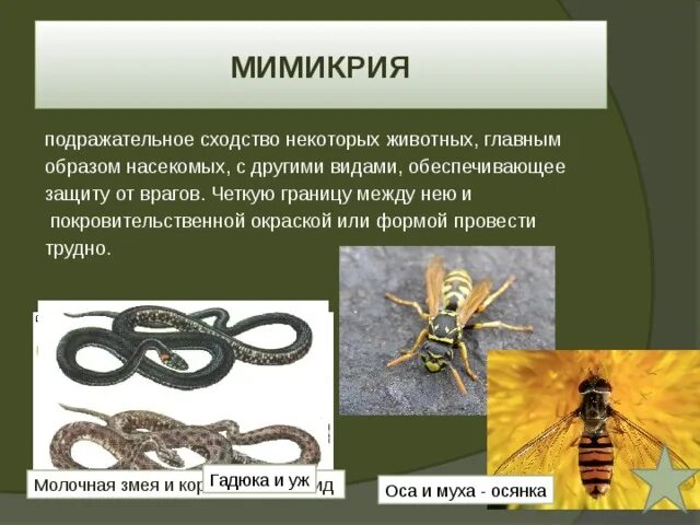 Искусство мимикрии в прогрессивном обществе 4 буквы. Мимикрия примеры животных. примеры мимикрии у животных и растений. мимикрия змея.