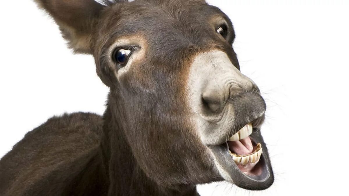 Осел смеется. Осел. Осел ржет. Ослик. Смех осла.