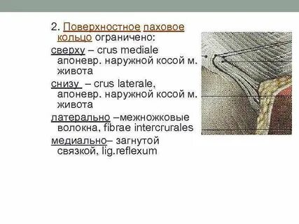 Поверхностное паховое
