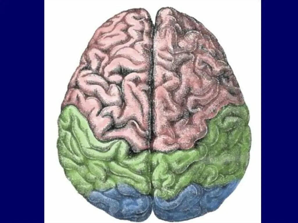 Split brain. Межполушарная асимметрия головного мозга. Функциональная асимметрия. Функциональная асимметрия полушарий головного мозга. Функциональная межполушарная асимметрия мозга.