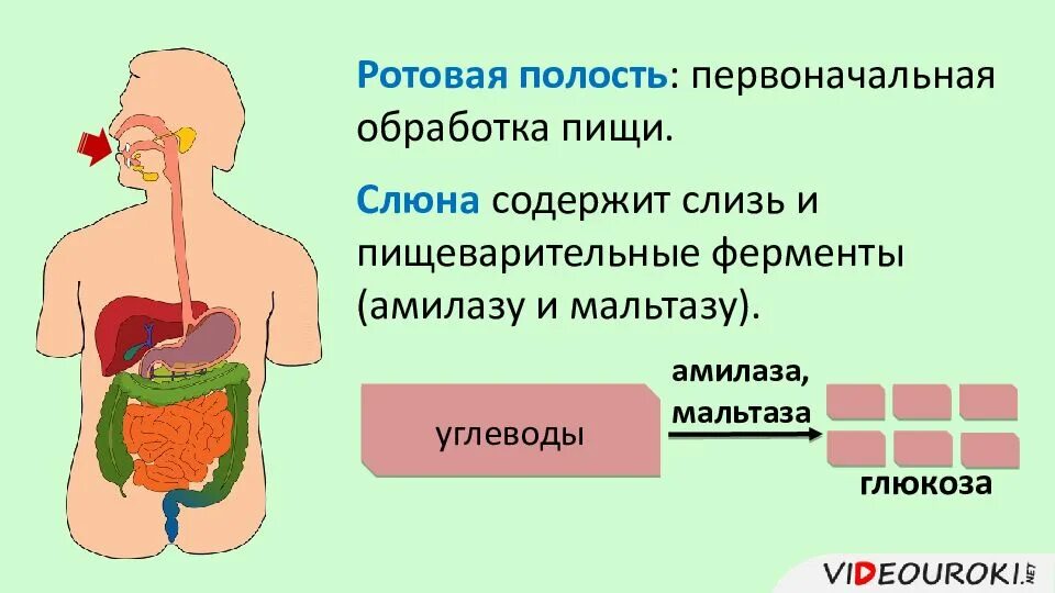 Переваривание пищи и всасывание питательных веществ. Пищеварение в кишечнике всасывание. всасывание в пищеварительной системе. пищеварительные ферменты и их роль в пищеварении.