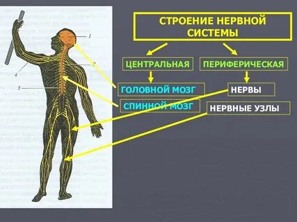 Работа нервной системы в организме человека
