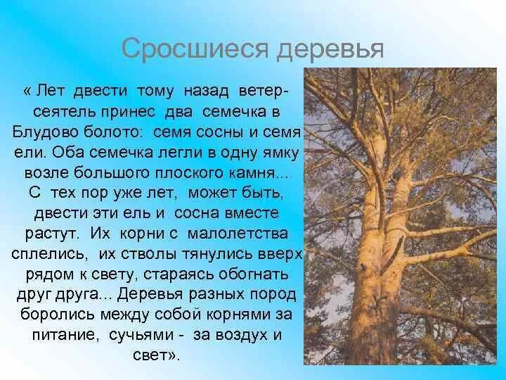 Блудово болото впр 5 класс. Сросшиеся деревья. Лет двести тому эти ель и сосна. Ель и сосна на Блудовом болоте. Кладовая солнца ель и сосна зерно сосны.