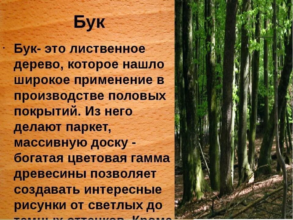 Бук хвойное. Бук дерево описание. Сообщение про дерево бук. Доклад об дереве бук. Бук порода древесины.