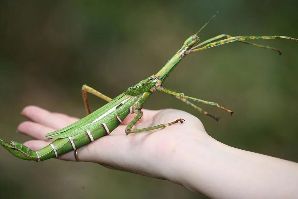 Богомол палочник. Eurycnema Goliath палочник. Палочник Dryococelus Australis. Ischnomantis Gigas богомол.