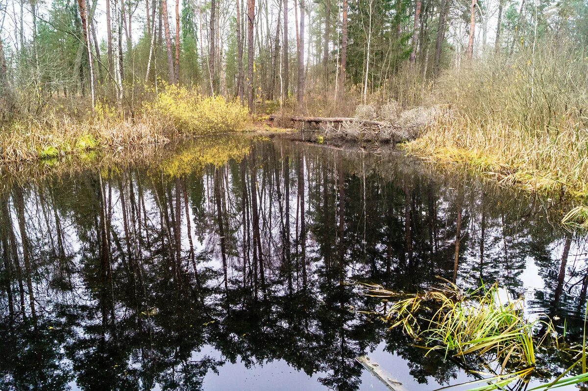 132 бор. Бор город нижегородская область г. 132 бор. Красная слобода храм. Твердосплавные боры для турбинного наконечника.