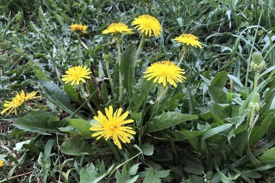 Полезен листьев одуванчика. Лист Taraxacum officinale. Одуванчик лекарственный листья. Листок одуванчика. Растения похожие на одуванчик листьями.