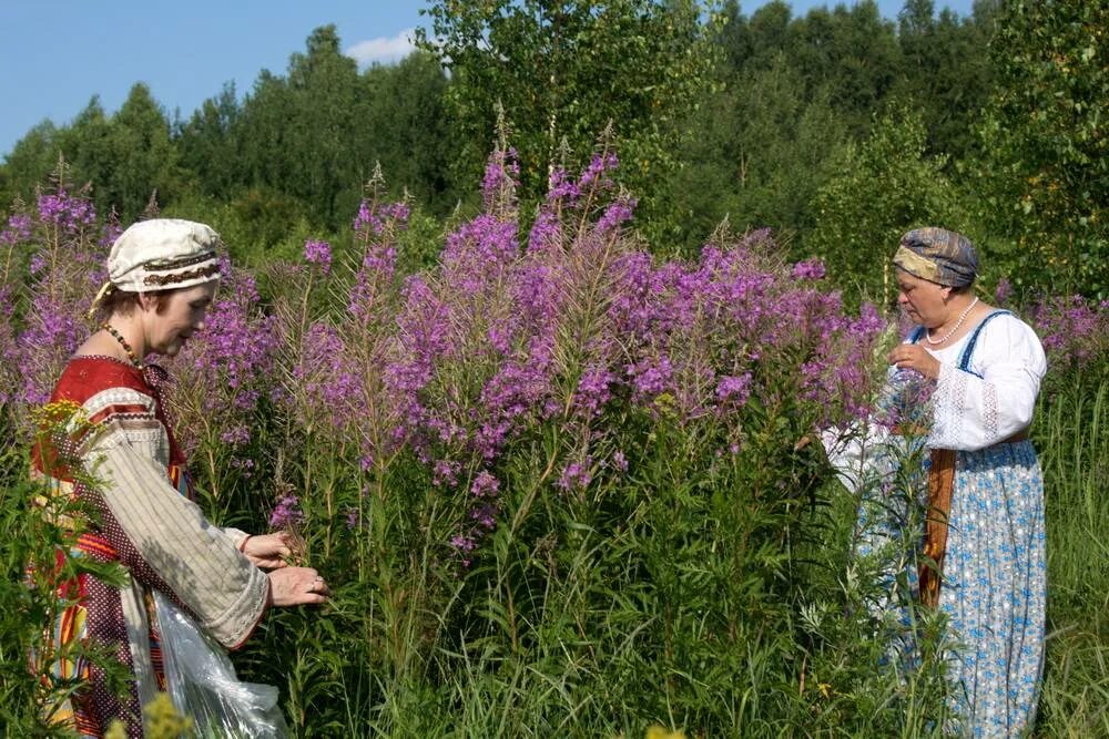 Собираем кипрей. Сбор лекарственных растений. Сбор лечебных трав. Собирает травы. Сбор лекарственных трав в старину.