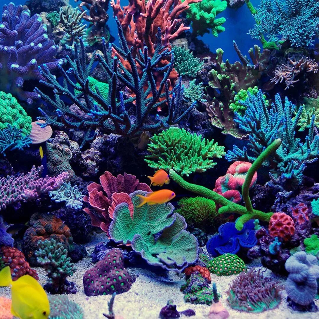 Водоросли и кораллы. Водоросли кораллового рифа. Коралловые водоросли. Большой барьерный риф коралловые полипы австралия. Водоросли и кораллы.