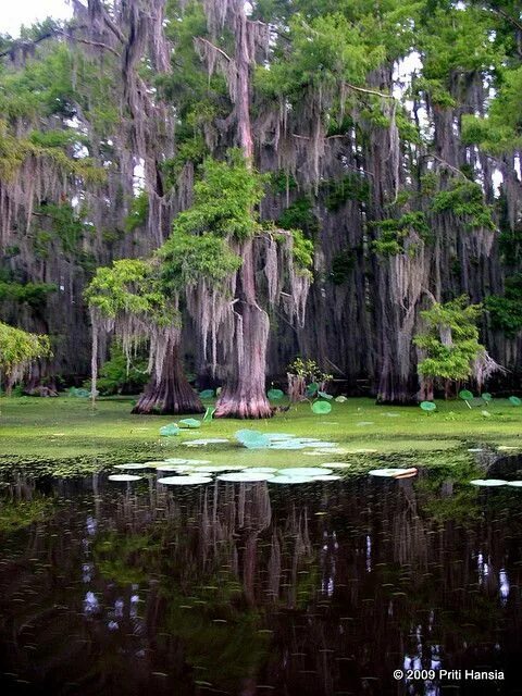 Cross Lake, Shreveport, Louisiana Places to visit, Lake vacation, Places to go
