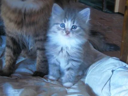 Котята липецк