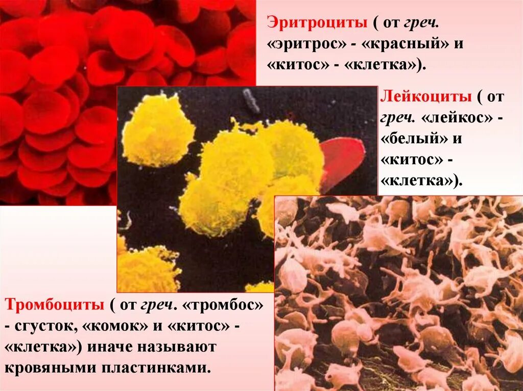 Форменные элементы крови признаки эритроциты лейкоциты тромбоциты. Клетки крови лейкоциты тромбоциты. Строение клетки эритроциты лейкоциты тромбоциты. Строение эритроцитов лейкоцитов и тромбоцитов. Лейкоциты определяют группу крови