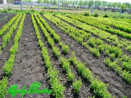 Совхоз нижнегорский плодопитомник село зеленое