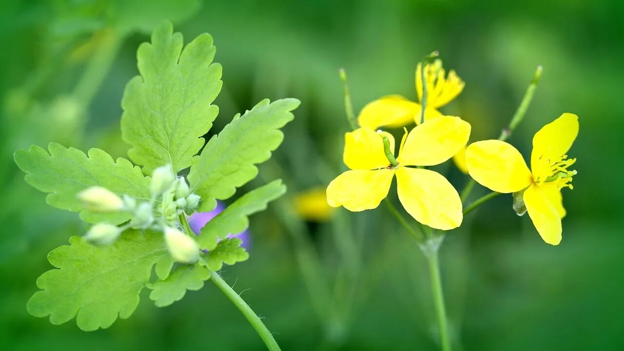 Чистотел для организма. Chelidonium majus. Чистотел большой (Chelidonium majus l.). Чистотел едкий Лютик. Чистотел соцветие.