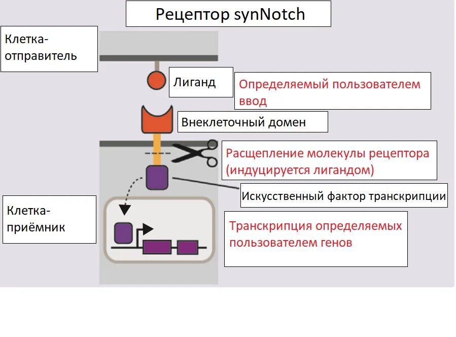 Включи рецептора. Включи рецептора