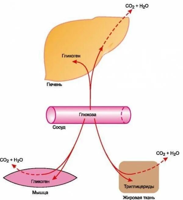 Глюкоза для печени. Преобразование Глюкозы в гликоген. Глюкоза гликоген печень. Превращение гликогена печени в глюкозу. Гликоген в глюкозу.