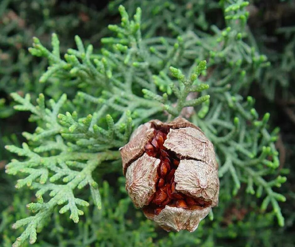 Кипарис дерево шишки. Кипарис мексиканский (cupressus lusitanica). Кипарисовые шишки. Cupressus sempervirens. Шишкоягоды кипариса.