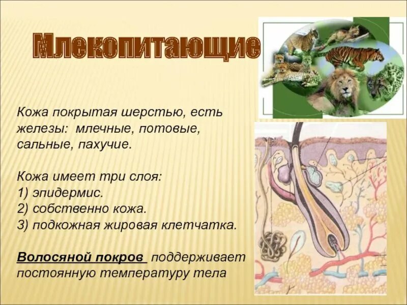 Строение покрова животных. Потовые железы у млекопитающих. покровы тела животных. покровы тела млекопитающих. кожные железы млекопитающих.