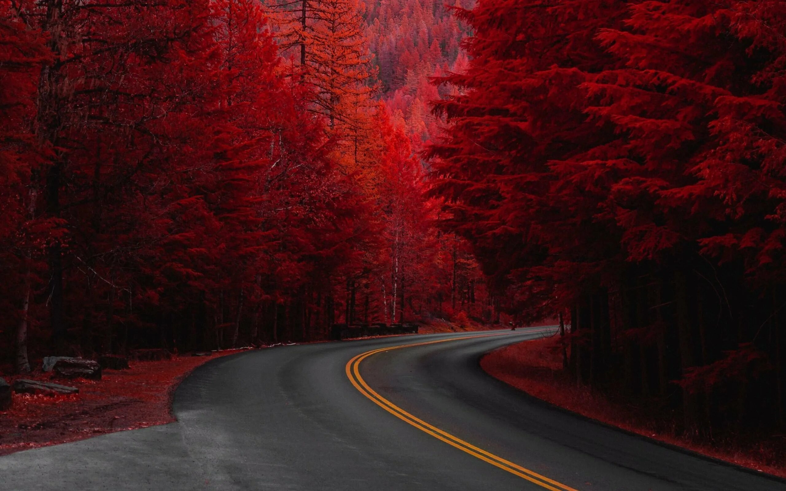 Красный лес участок. Красная осень. Осенняя дорога. Красное дерево. Красная природа.