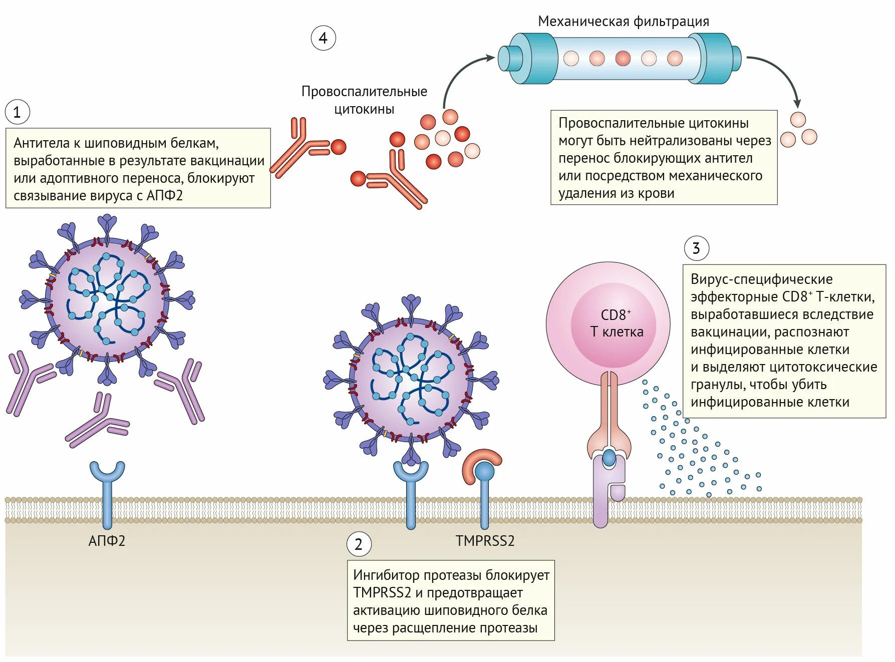 Иммунные антитела 1 4. Рецепторы АПФ 2 И коронавирус. Новый коронавирус SARS-cov-2 структура. Сериновая протеаза tmprss2. Белки вируса SARS-cov-2.