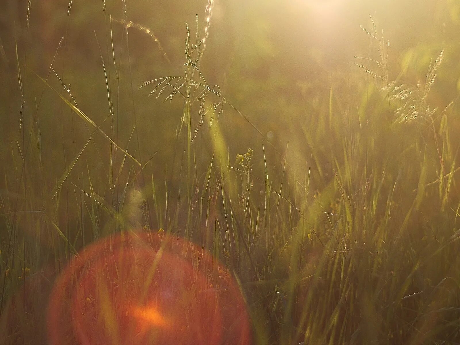 Фотосессия с бликами. Портрет девушки в солнечном блике. Блики солнца песня. Солнечные блики. Девушка в лучах солнца.