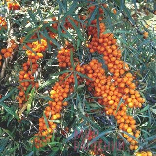 Hippophae rhamnoides
